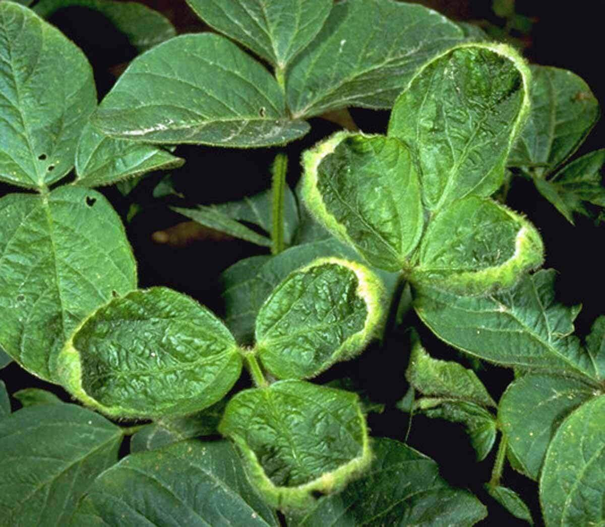 Plant Growth Regulator (HG 4) Herbicide Injury in Soybean