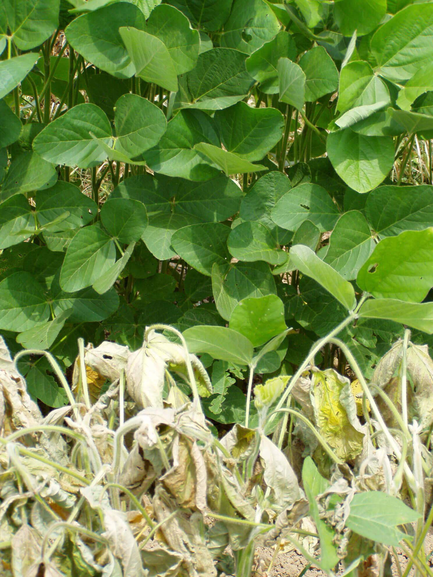 EPSPS Inhibitor (HG 9) Herbicide Injury in Soybean