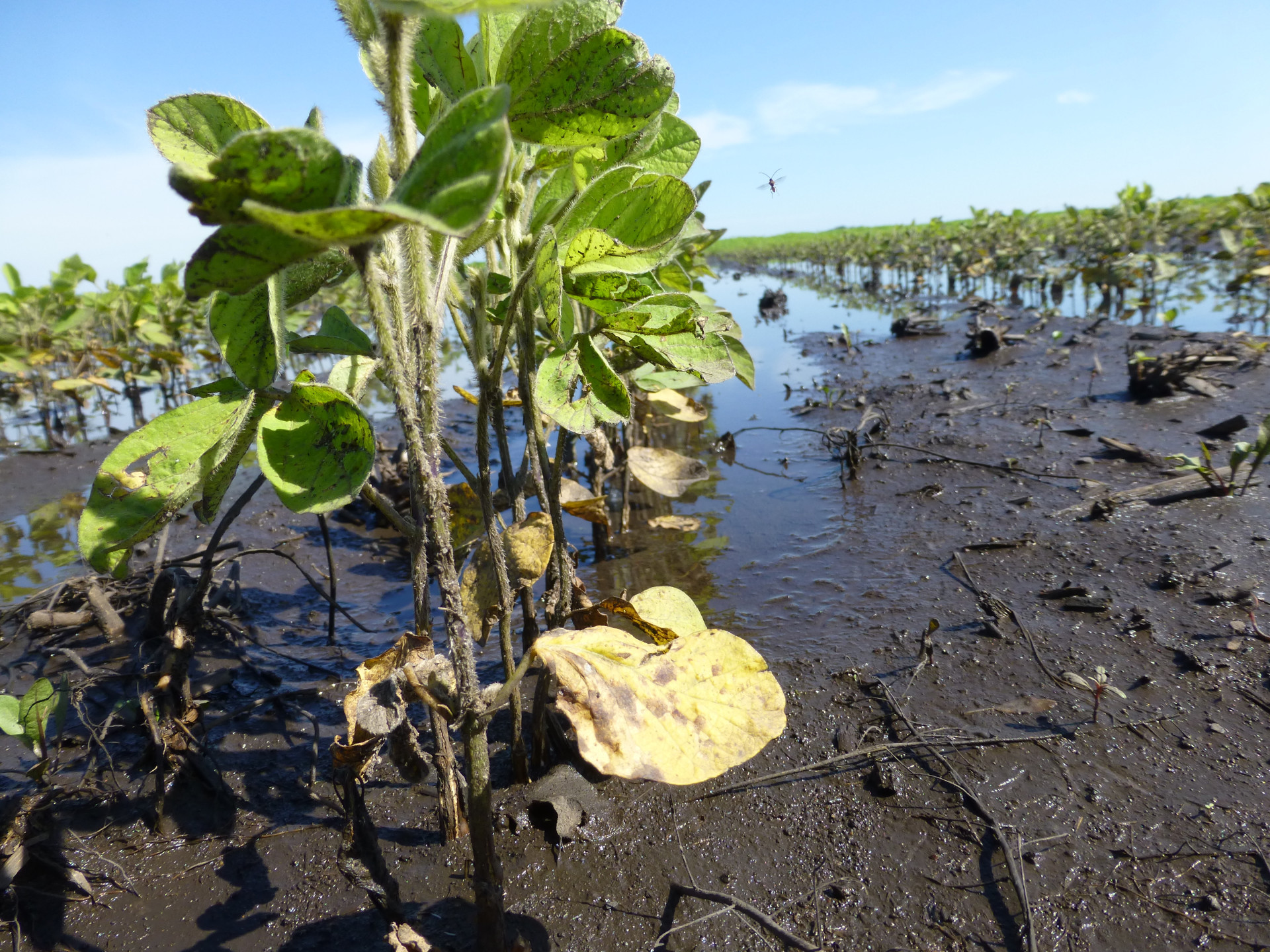 Flooding (Excess Moisture) in Soybean