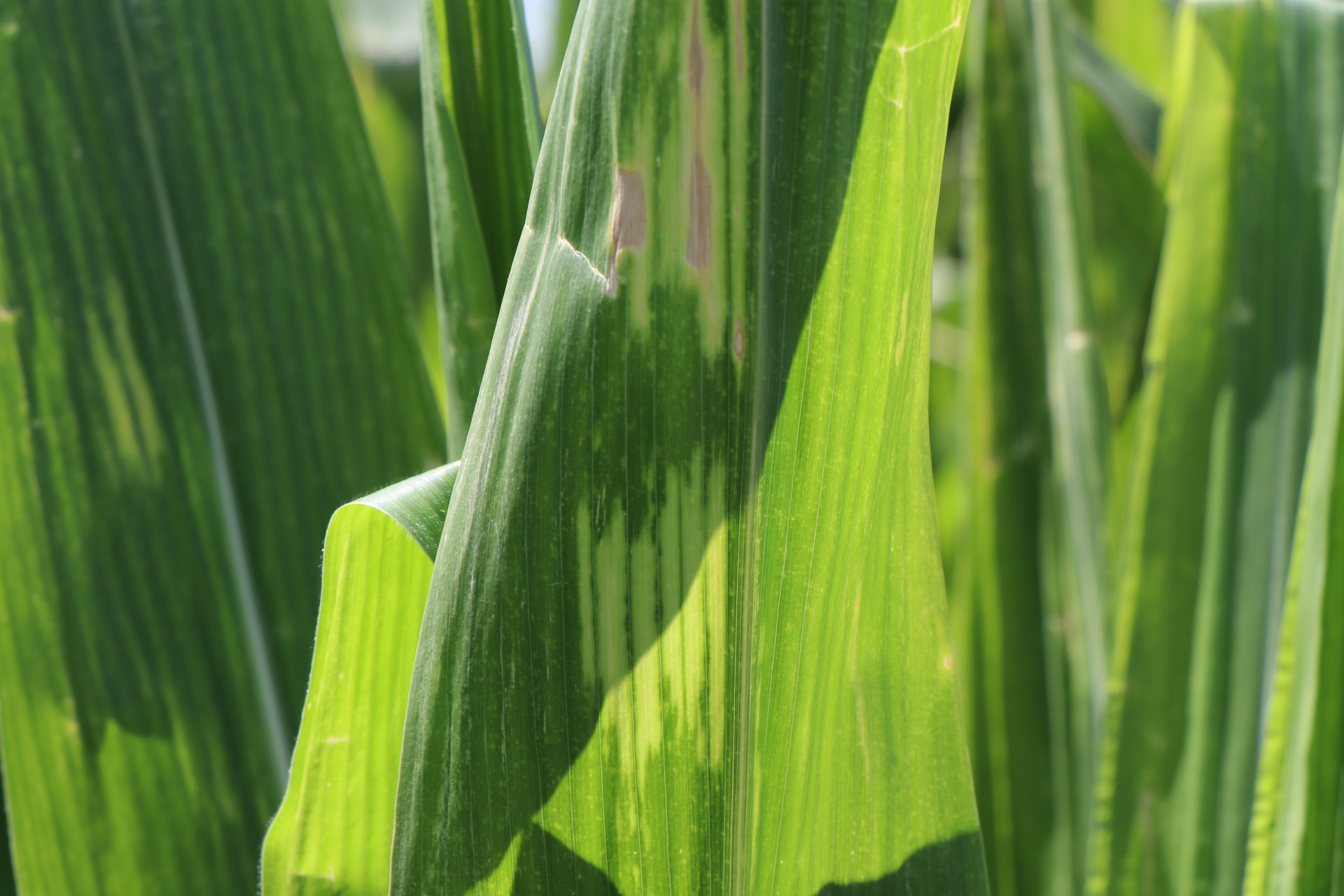 Late Season Decline of Corn
