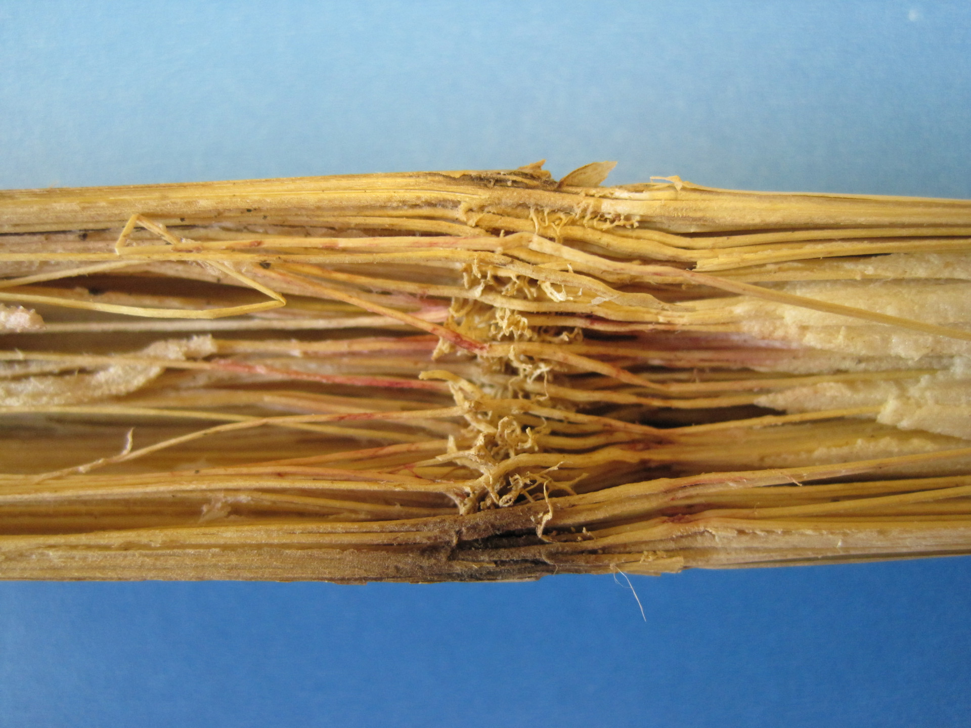 Fusarium Stalk Rot of Corn