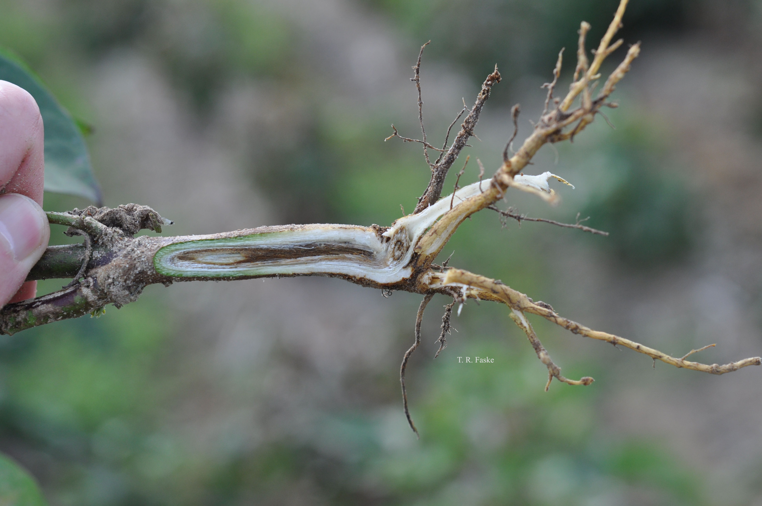 Fusarium Wilt of Cotton