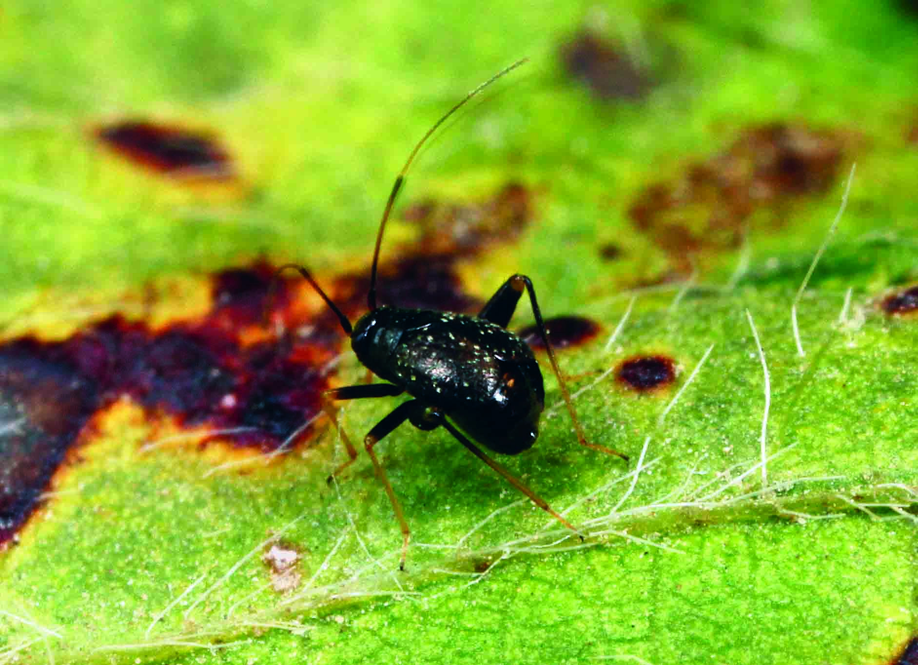 Garden Fleahopper in Alfalfa