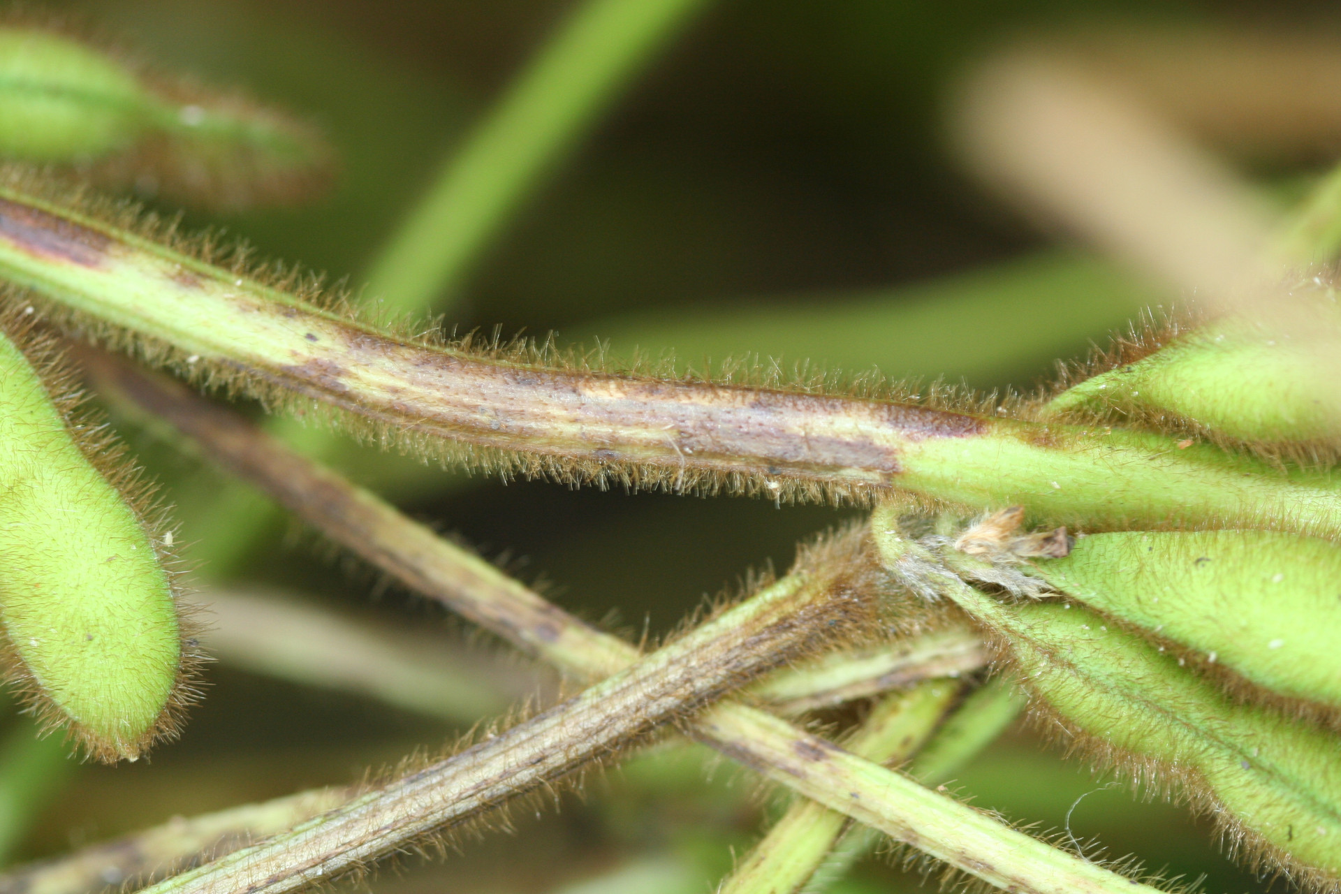 Anthracnose Stem Blight of Soybean