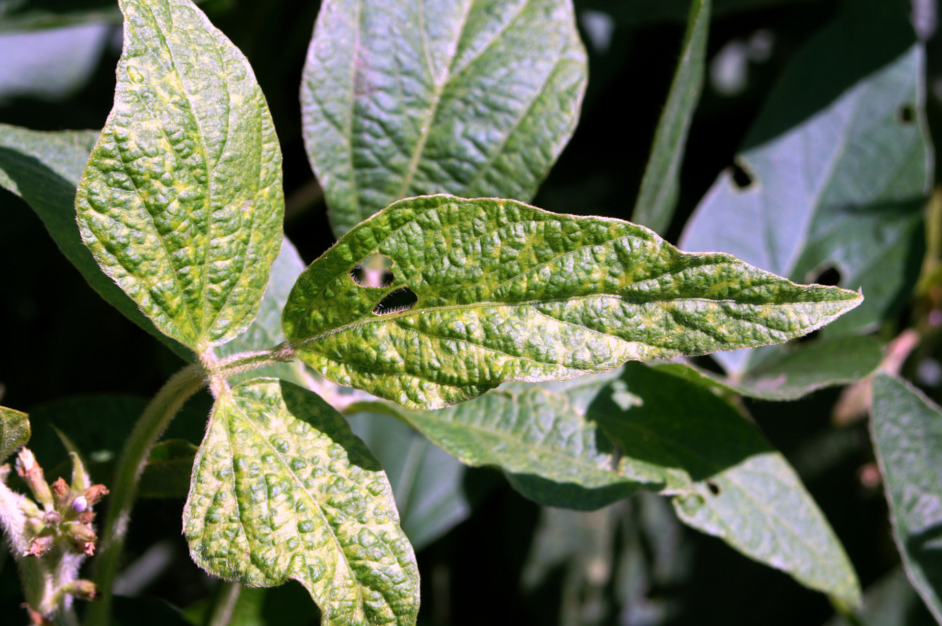 Bean Pod Mottle of Soybean