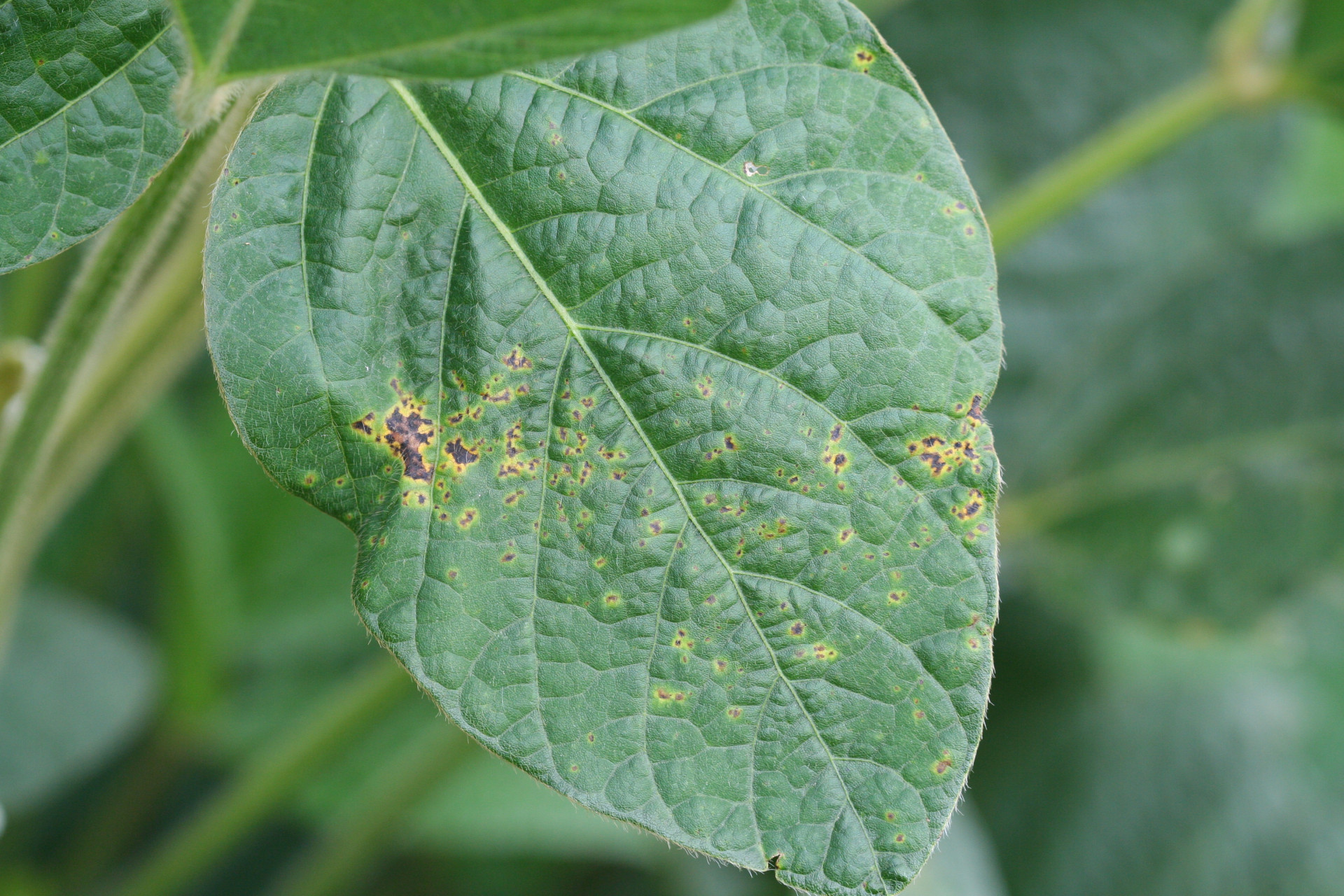 Bacterial Blight of Soybean