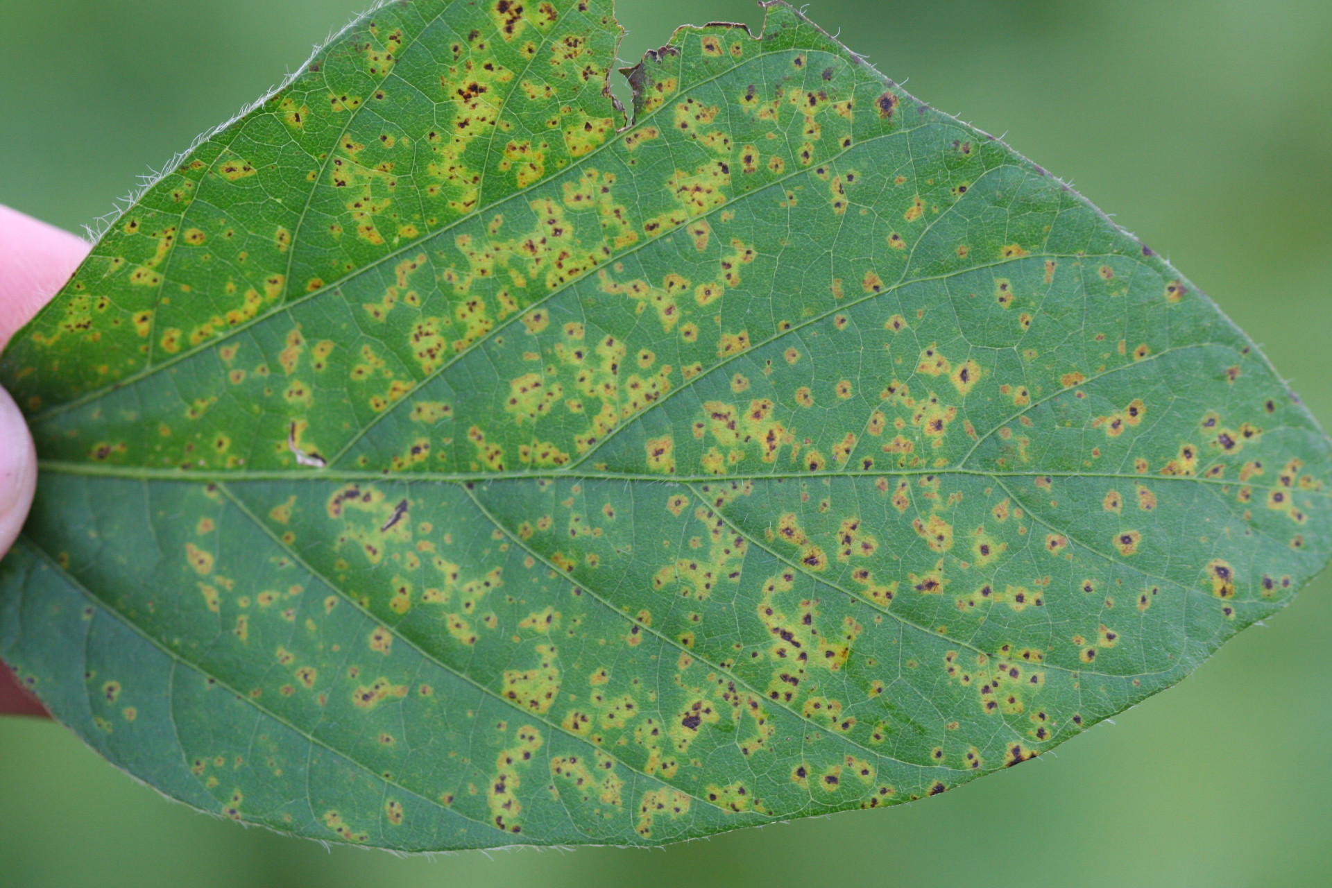 Bacterial Pustule of Soybean
