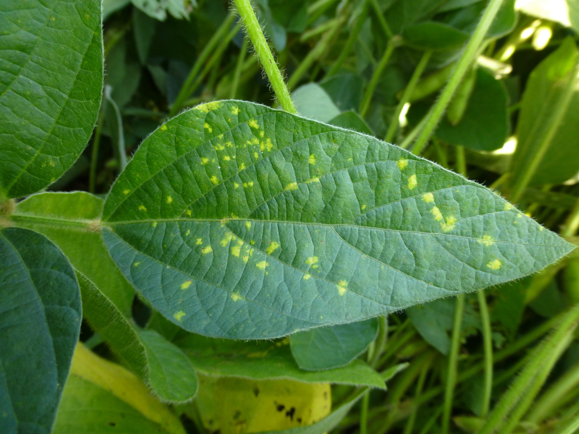 Downy Mildew of Soybean