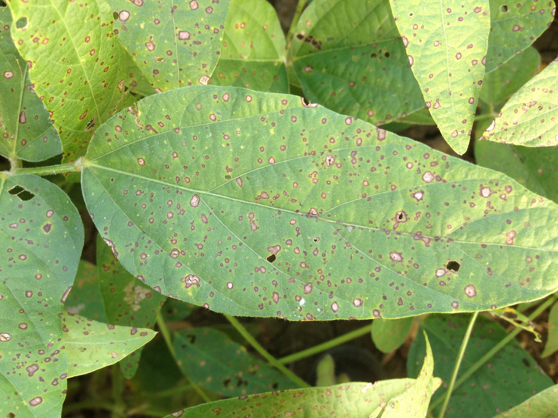 Frogeye Leaf Spot of Soybean