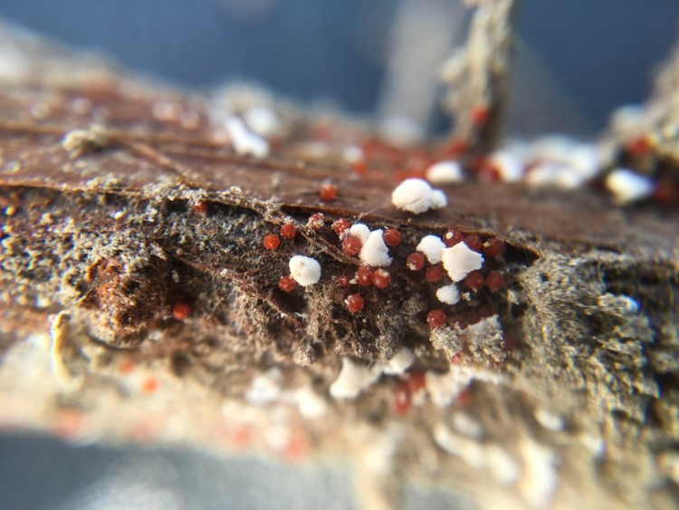 Red Crown Rot of Soybean