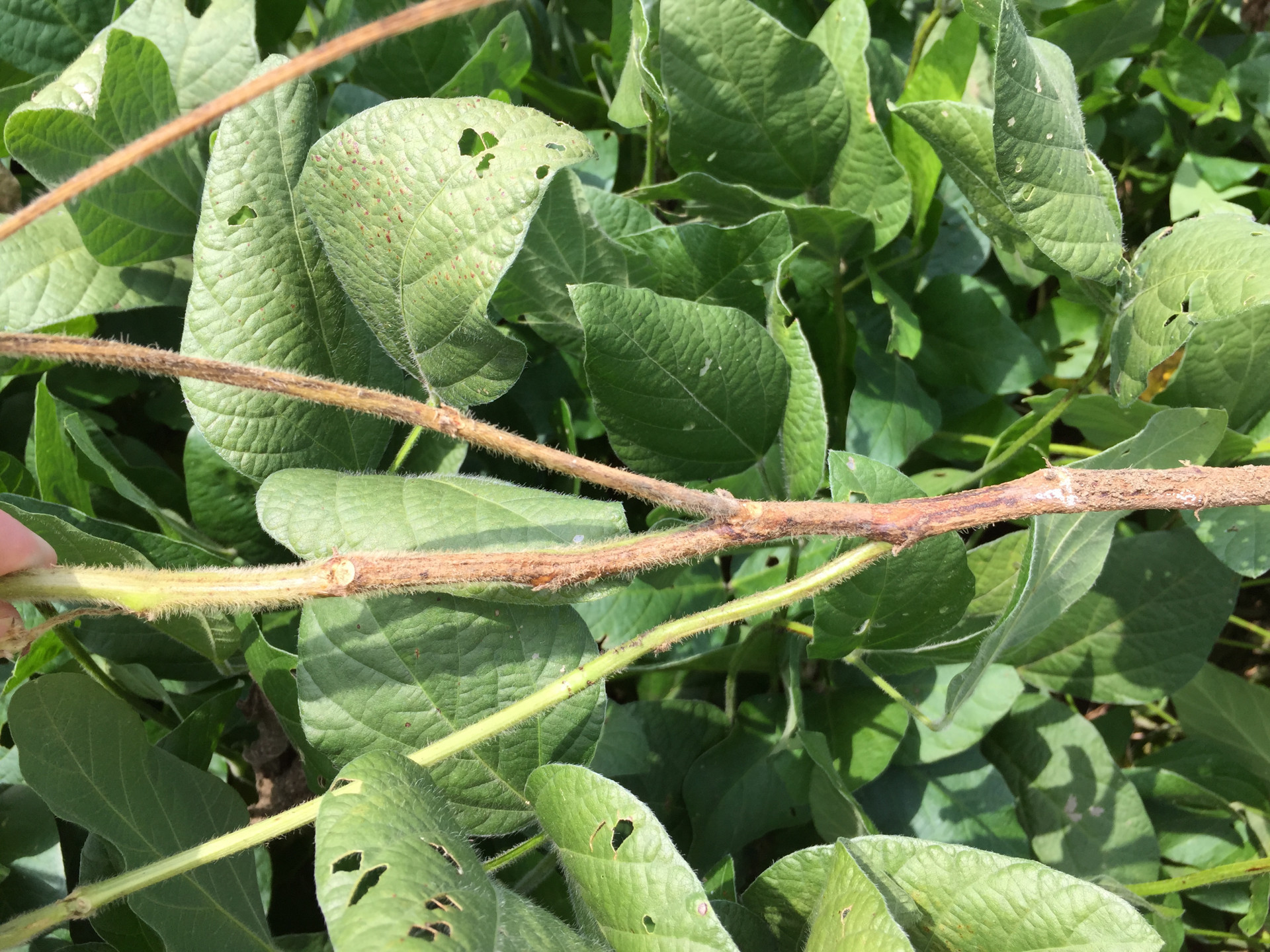 Don’t Get Lost in the Weeds: Additional Factors to Consider when Selecting Xtend Soybean Varieties