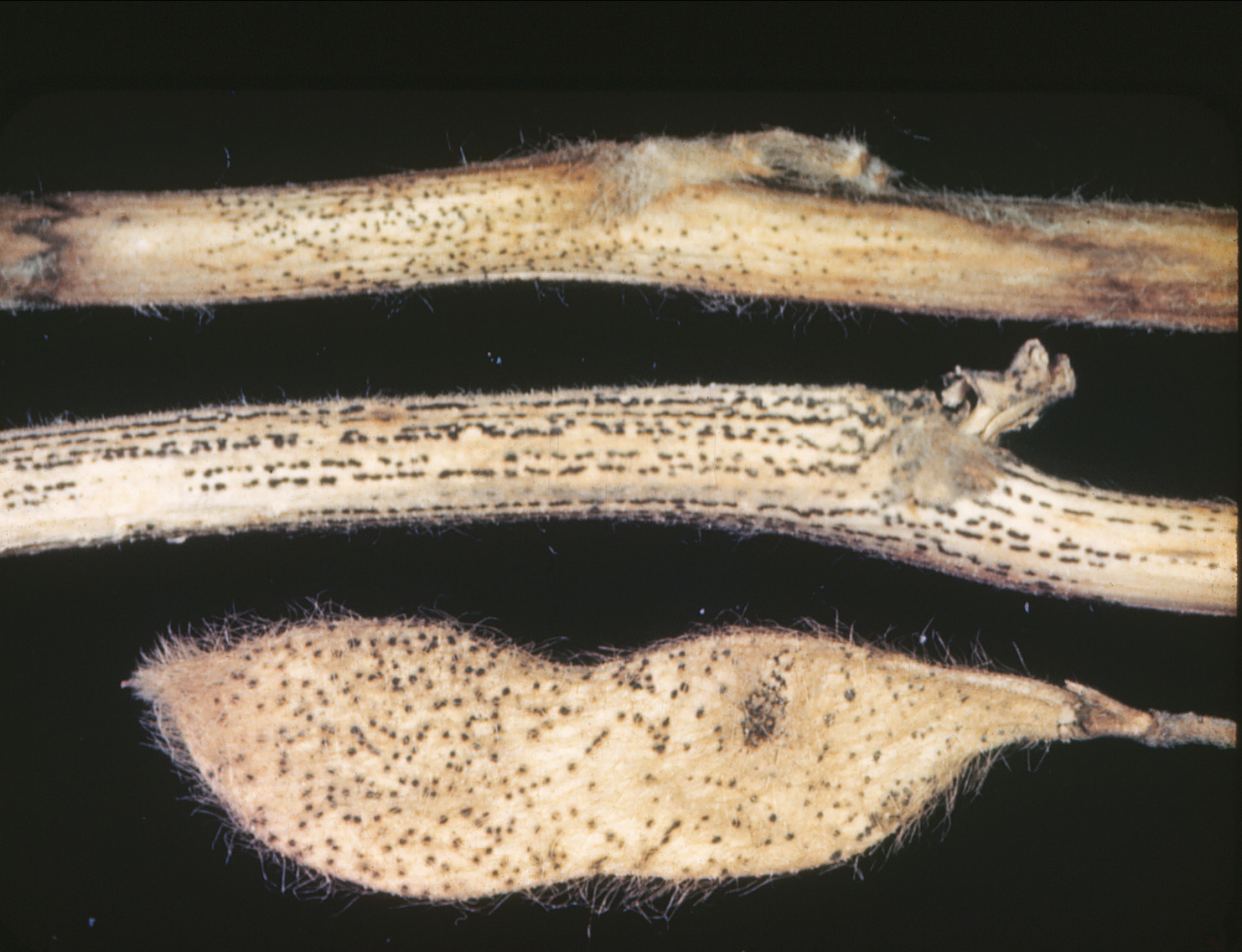 Pod and Stem Blight of Soybean