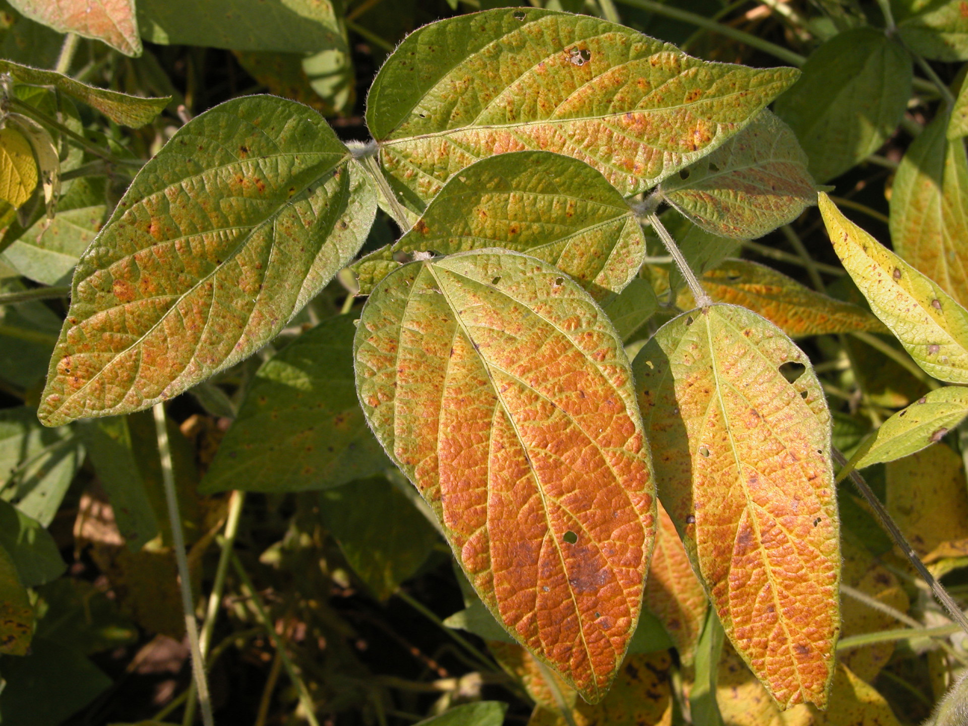 Cercospora Leaf Blight of Soybean