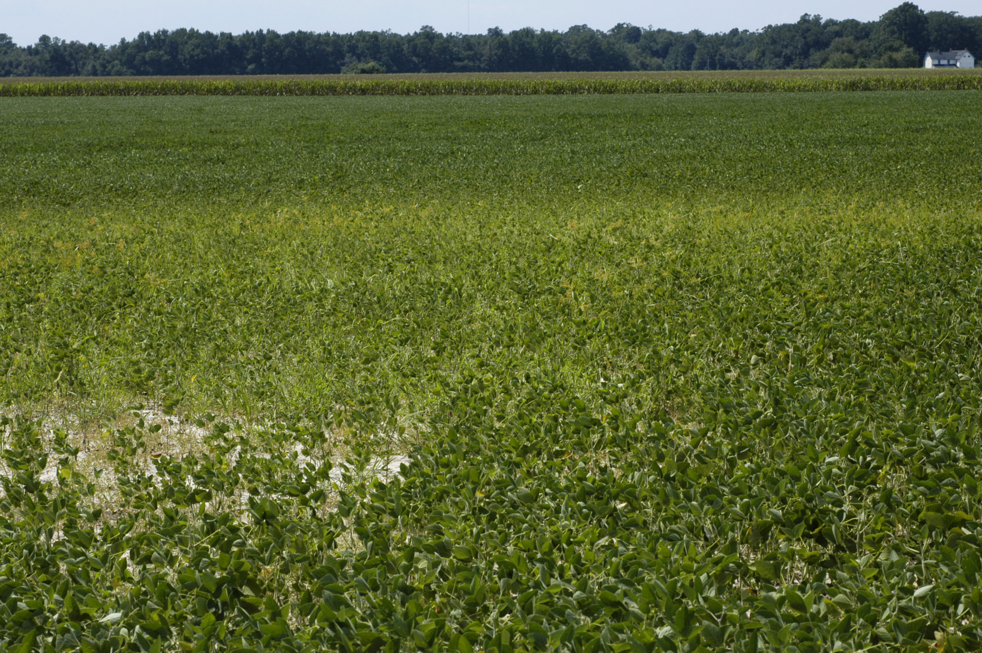 Other Nematodes of Soybean (Sting, Lesion, Reniform, and Lance)