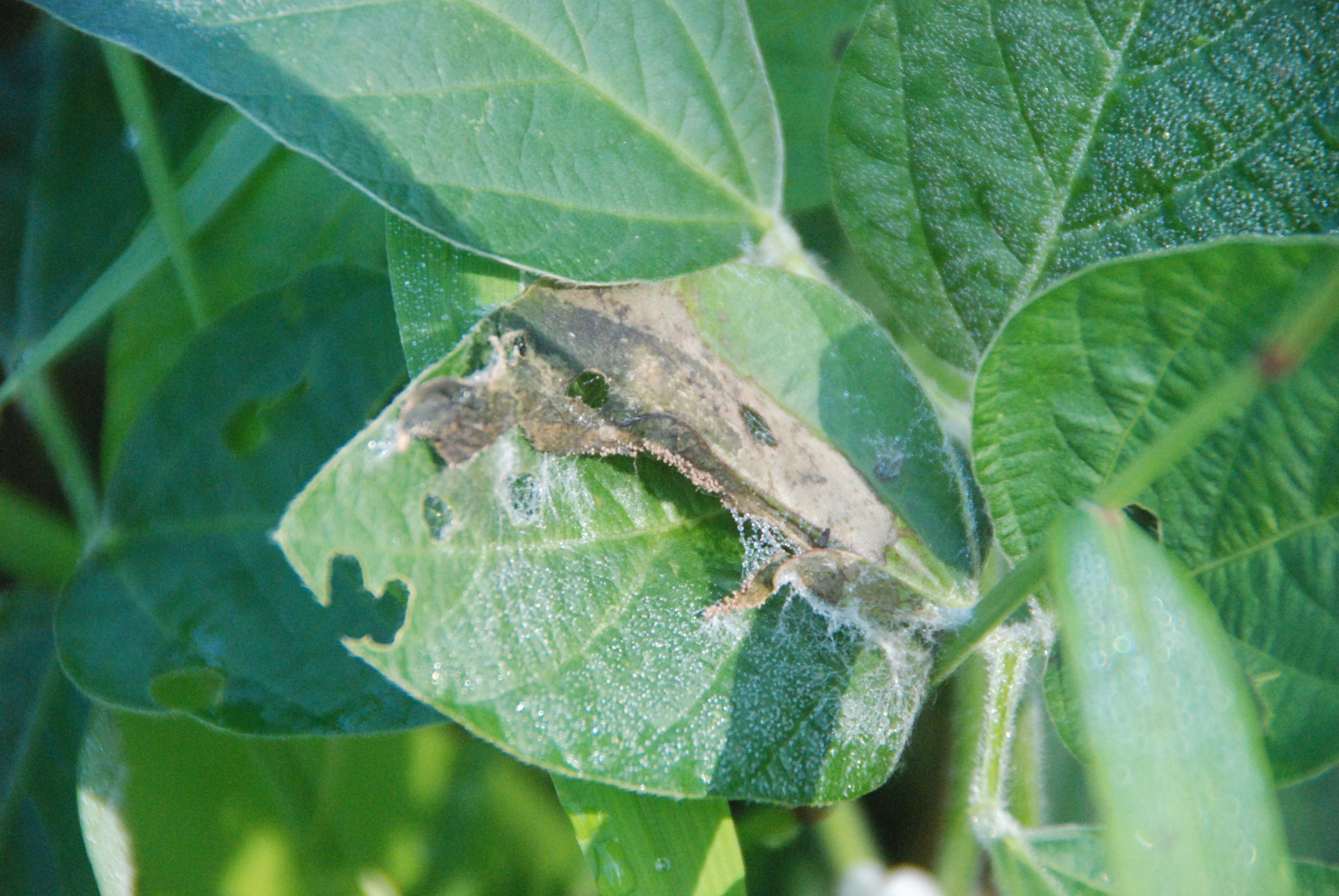 Aerial Blight of Soybean