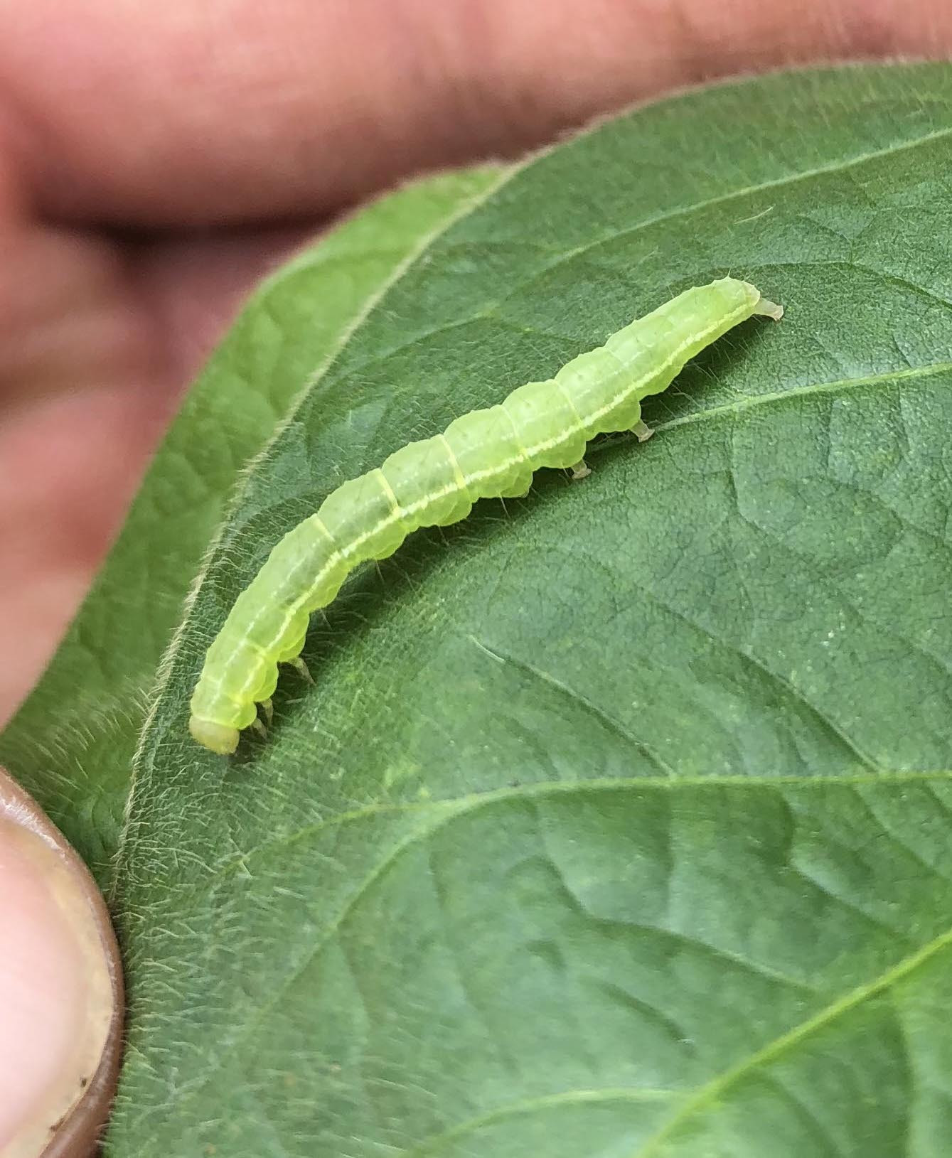 Caterpillar Defoliators in Alfalfa