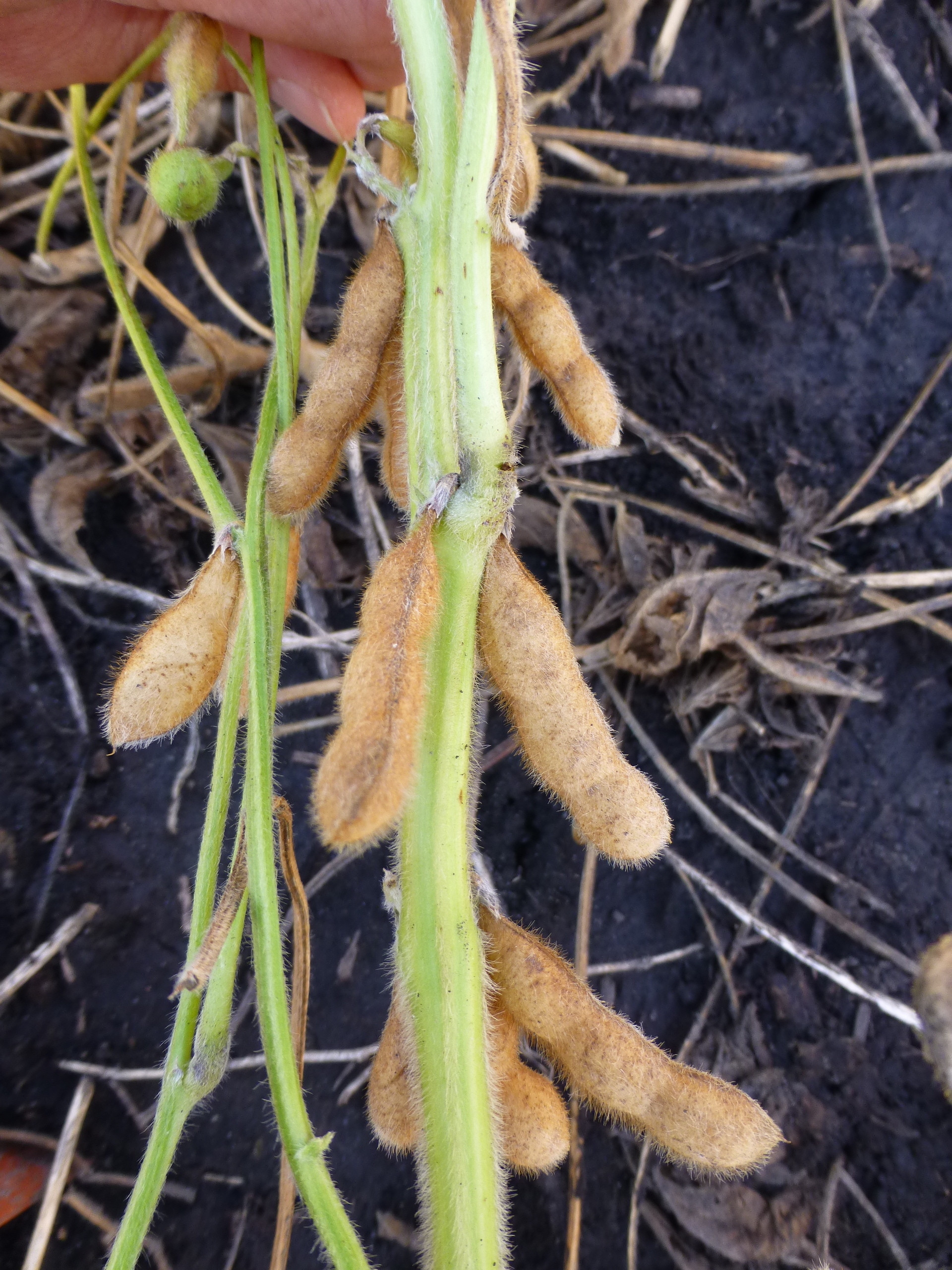 Delayed Senescence in Soybean