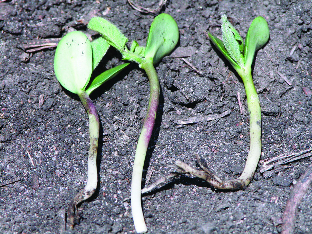 Root Inhibitor (HG 3) Herbicide Injury in Soybean