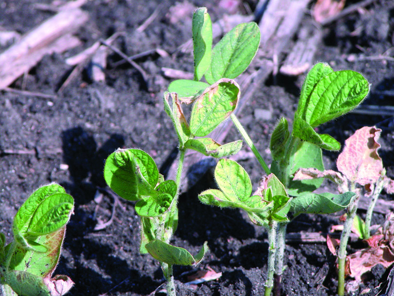 Photosystem II Inhibitor (HG 5) Herbicide Injury in Soybean