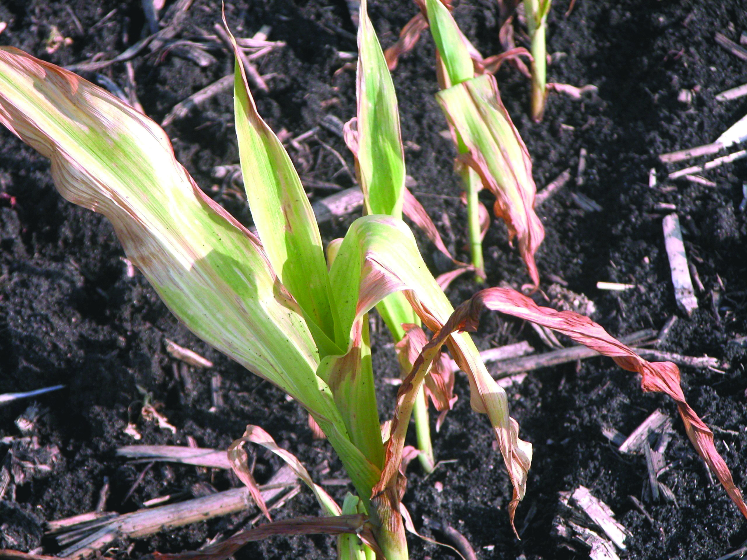 Glutamine Synthetase Inhibitor (HG 10) Herbicide Injury in Corn