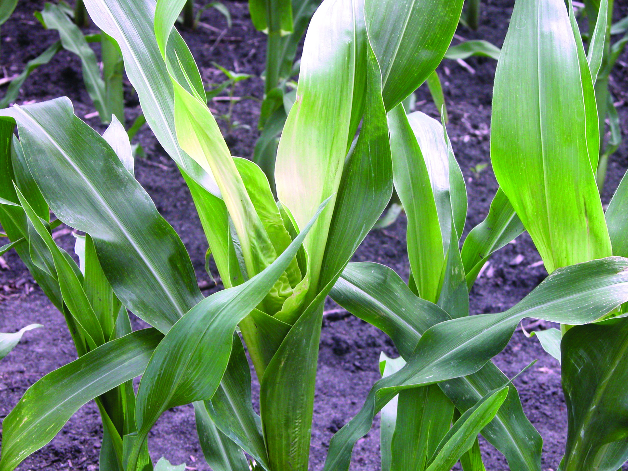 ALS (HG 2) Inhibitor Herbicide Injury in Corn