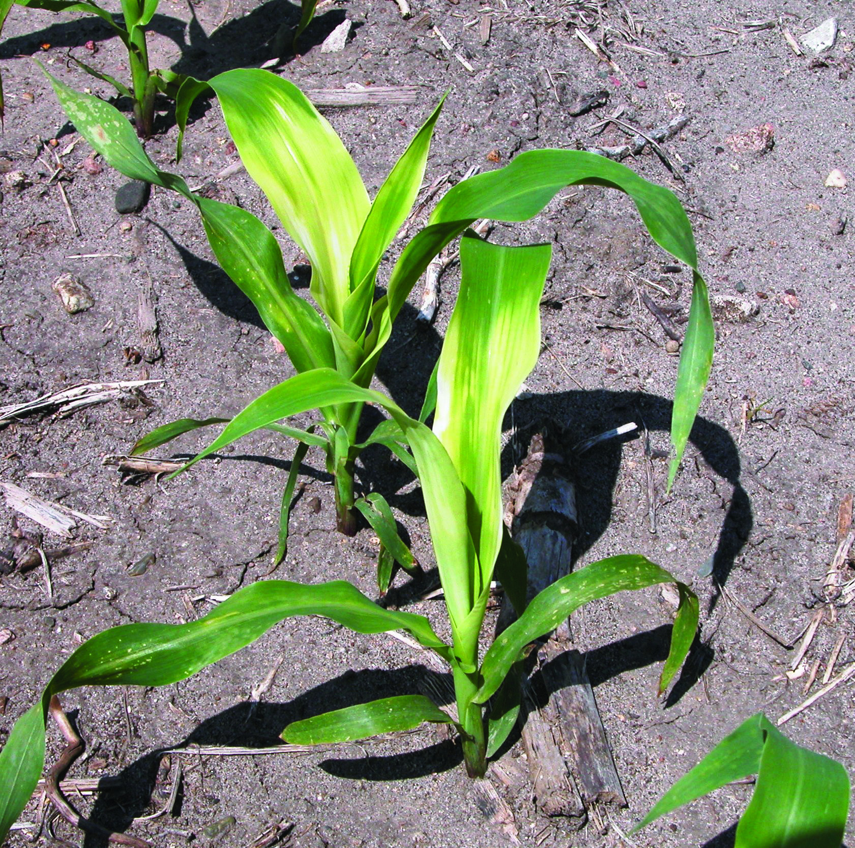 HPPD (HG 27) Inhibitor Herbicide Injury in Corn