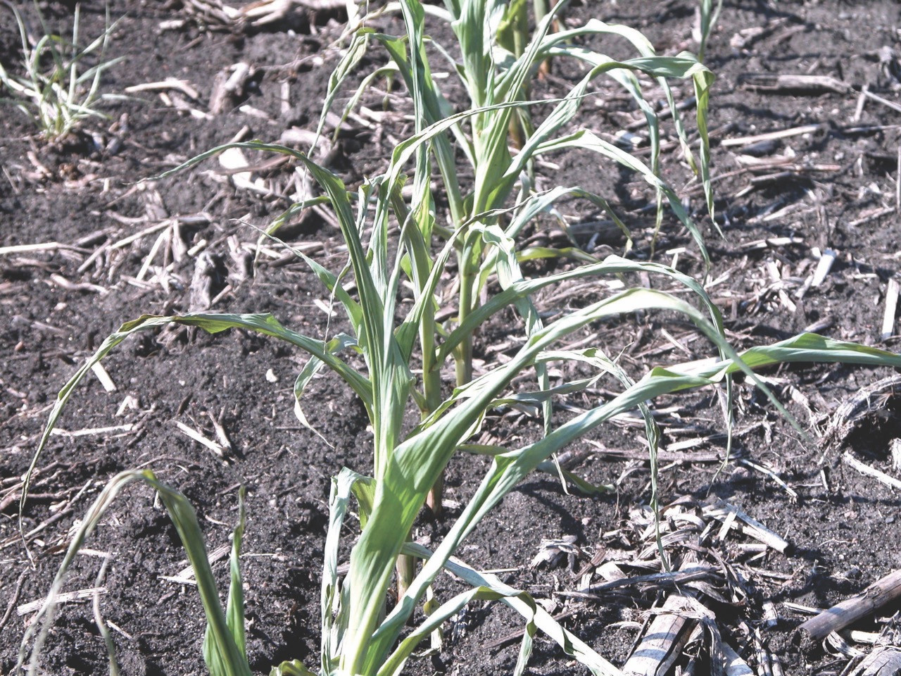 EPSPS Inhibitor (HG 9) Herbicide Injury in Corn