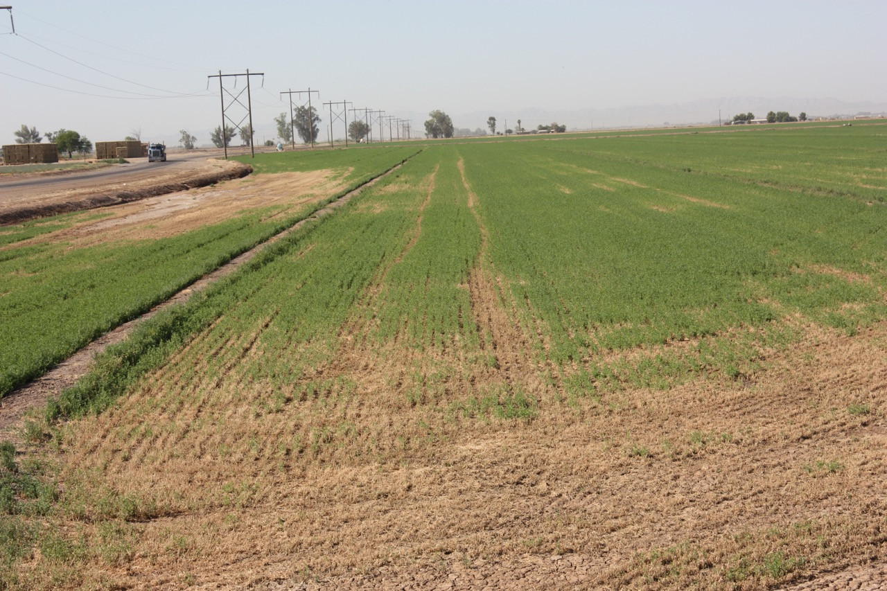 Flooding or Excess Moisture and High Temperatures in Alfalfa