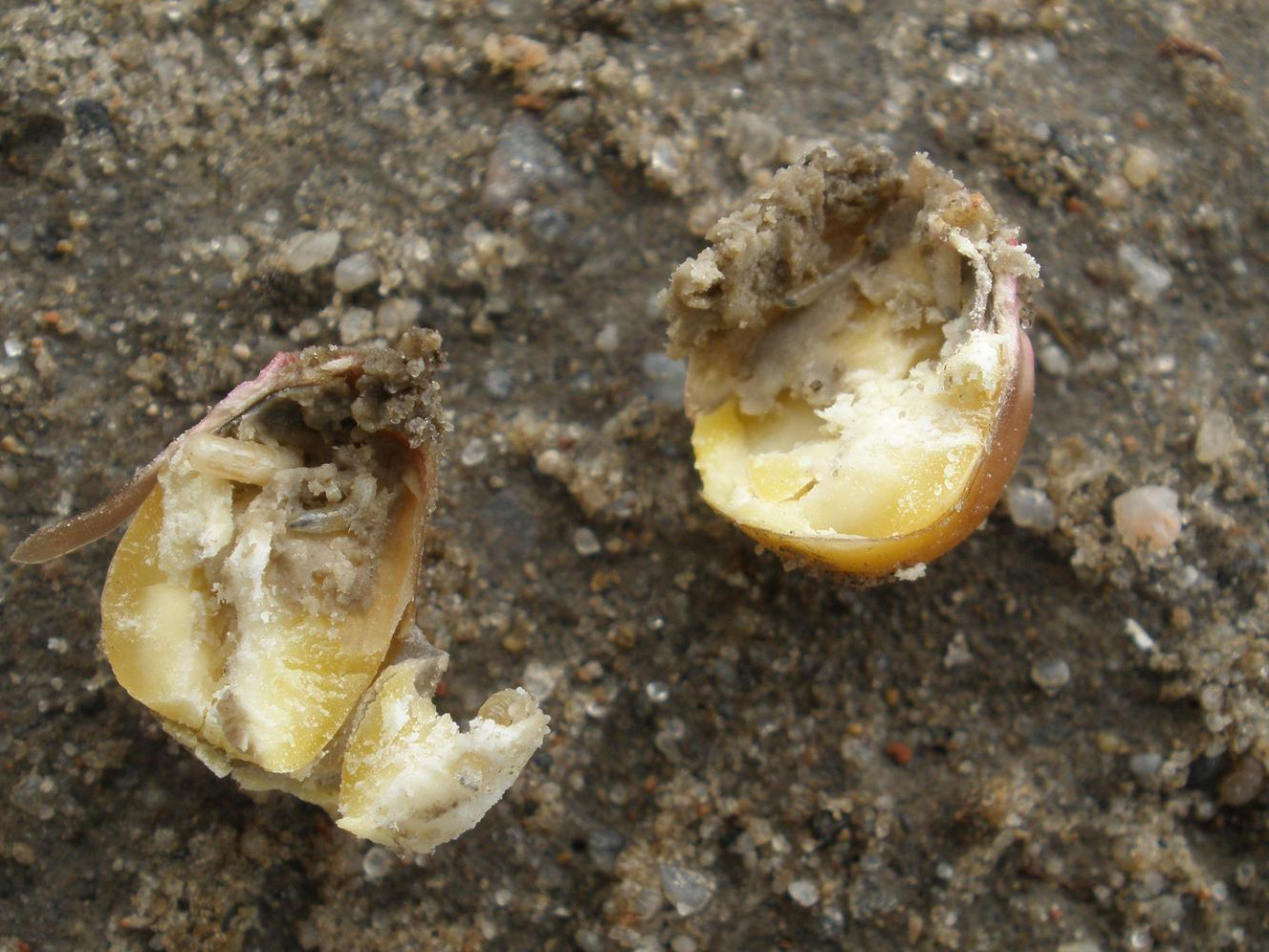 Seedcorn Maggot in Soybean