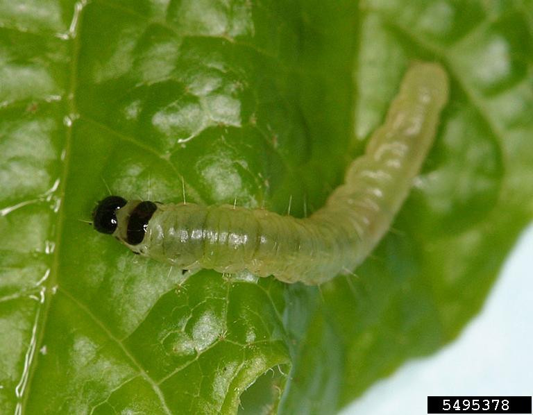 Obliquebanded Leafroller in Soybean