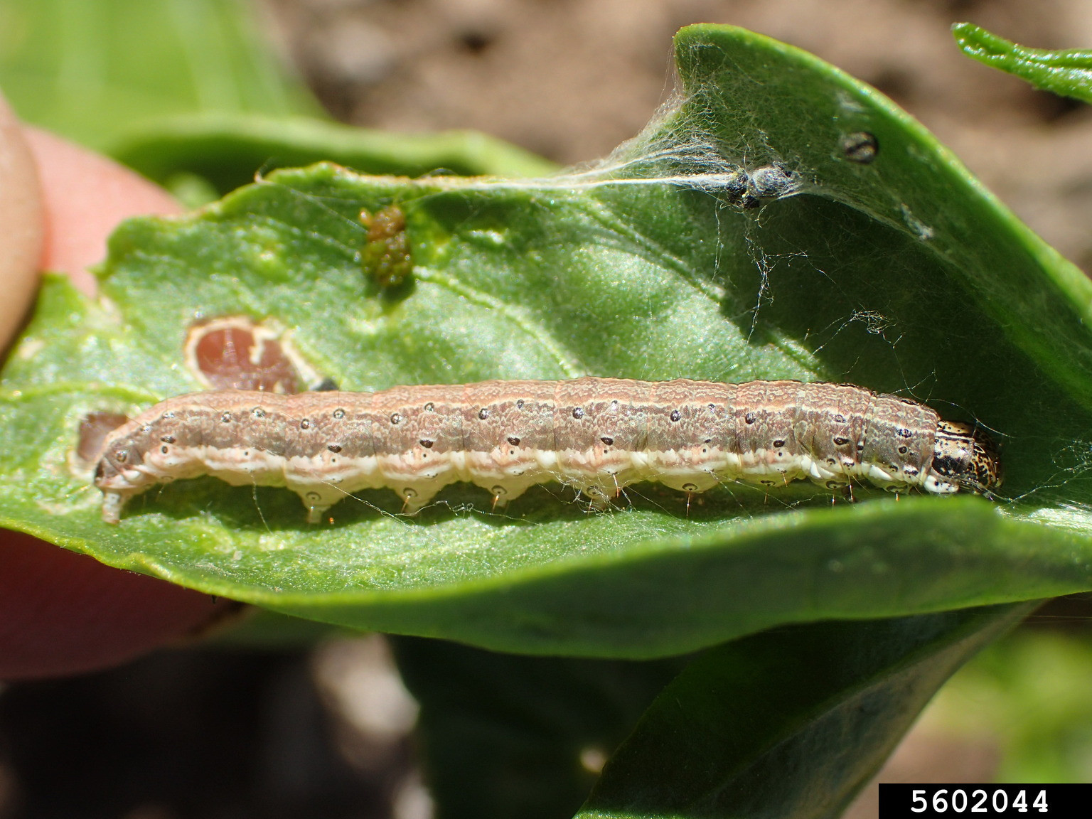 Webworms in Soybean