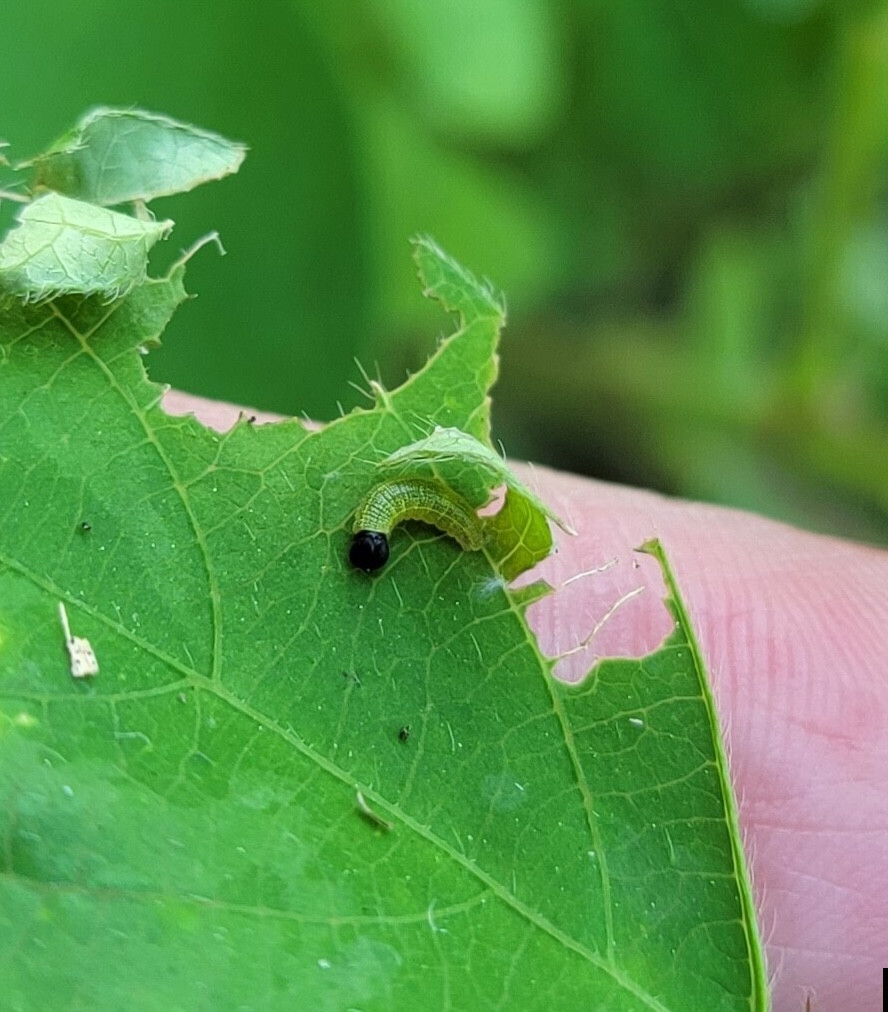Leafrollers in Soybean