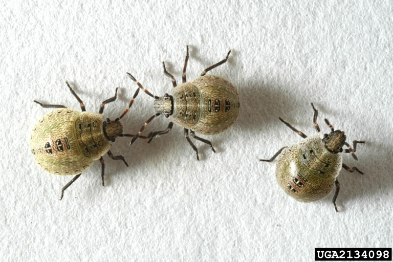 Brown Stink Bug in Soybean