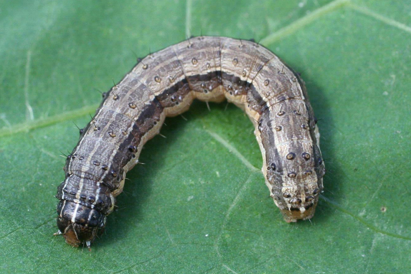 Fall Armyworm in Soybean