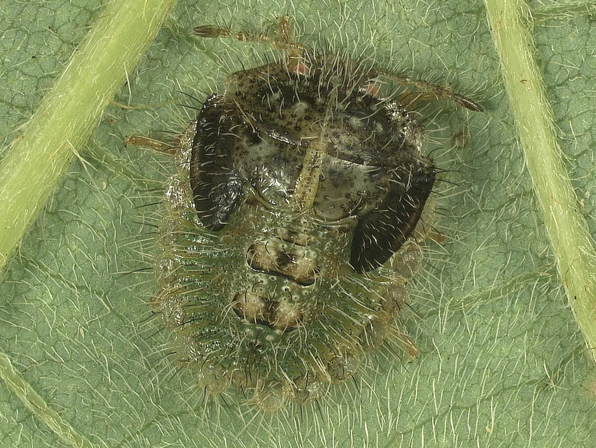 Kudzu Bug in Soybean
