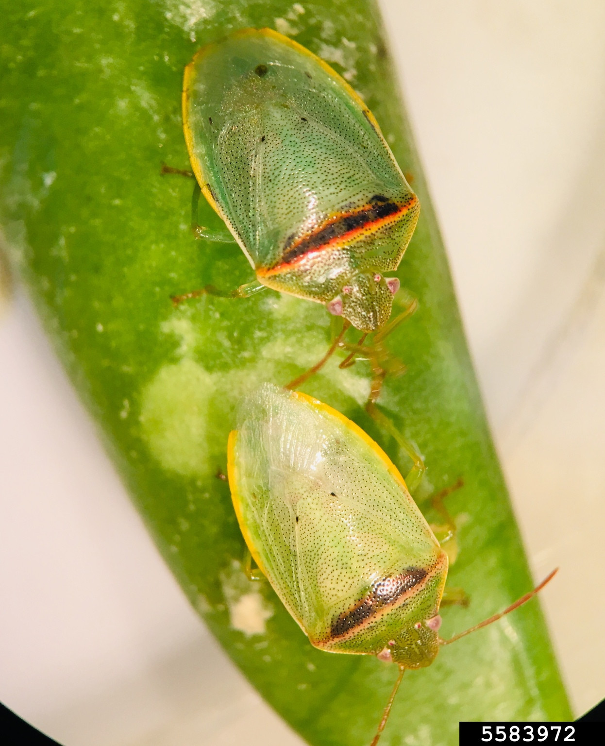 Redbanded Stink Bug in Soybean