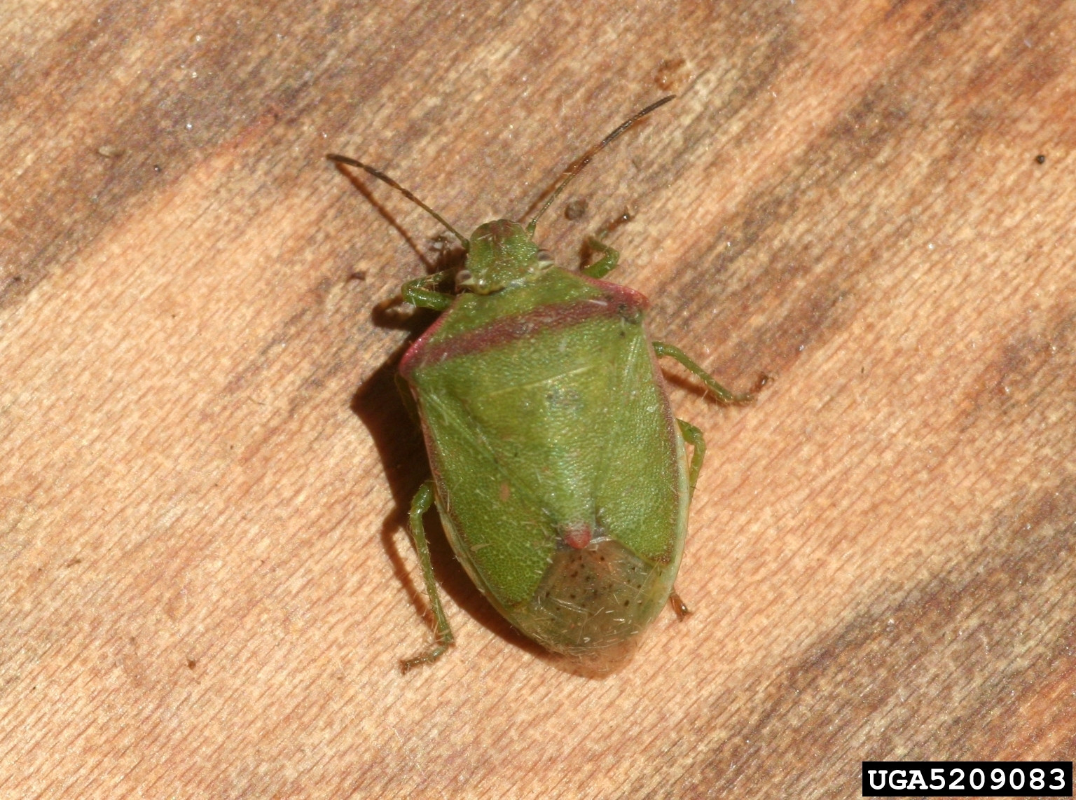 Redshouldered Stink Bug in Soybean