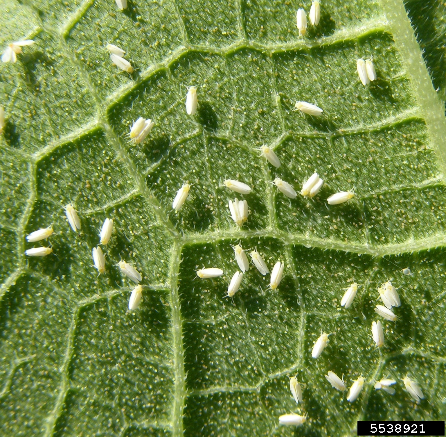 Whitefly in Soybean