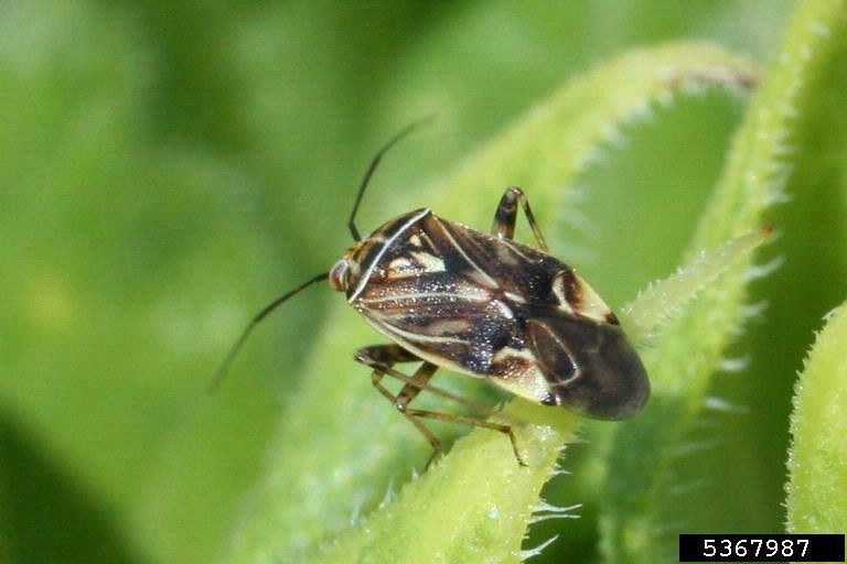 Tarnished Plant Bug in Soybean