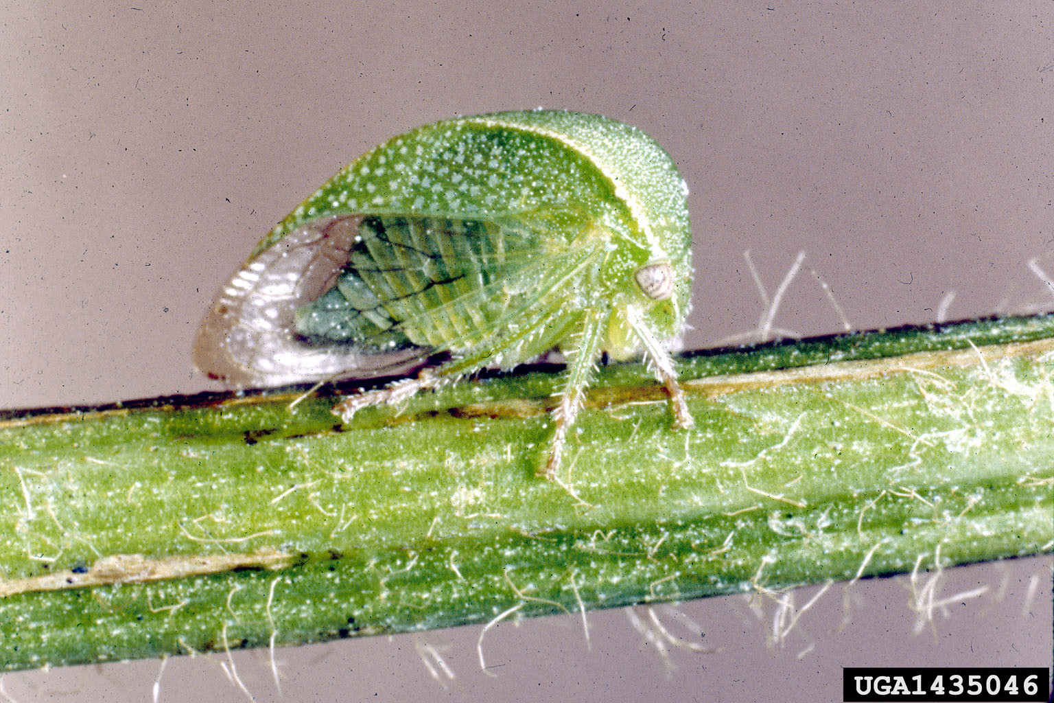 Threecornered Alfalfa Hopper in Soybean