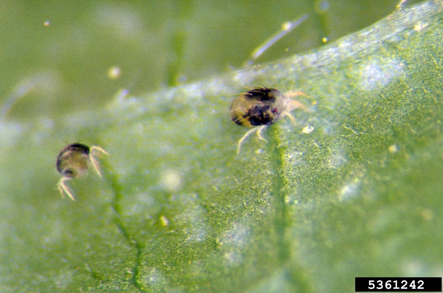 Twospotted Spider Mite in Soybean