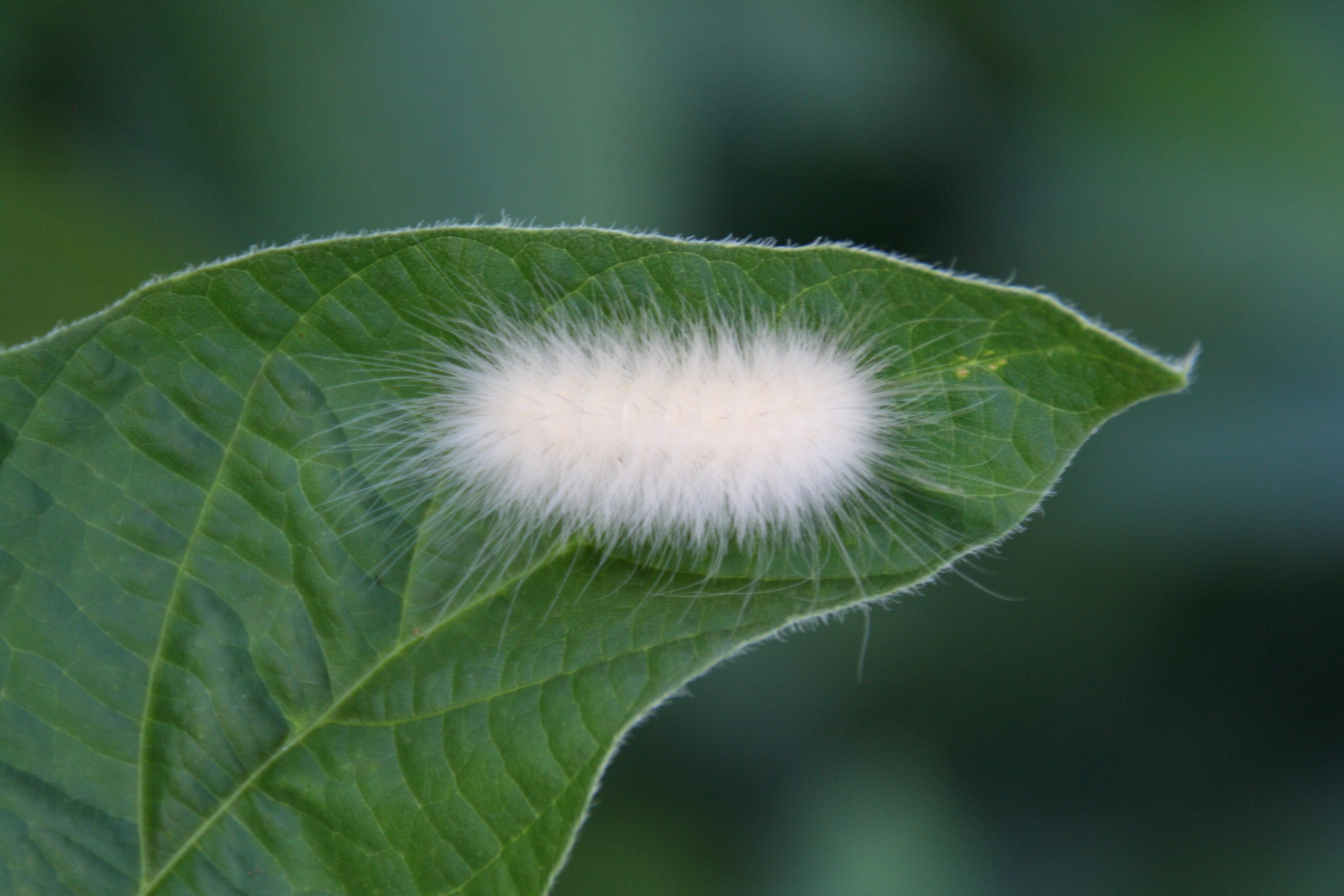Woollybear Caterpillar Complex in Soybean
