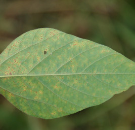 Fungicide Use in Field Crops Web Book
