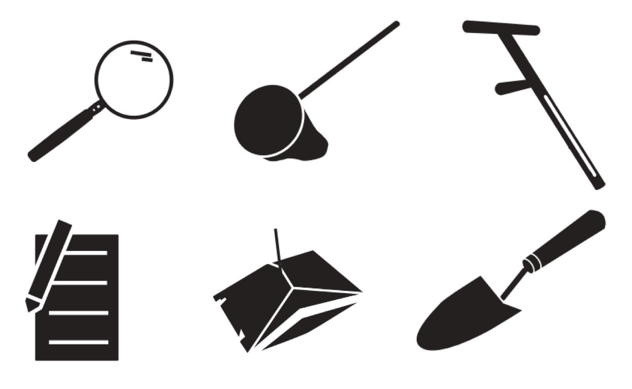 Crop Scouting Basics for Corn and Soybean