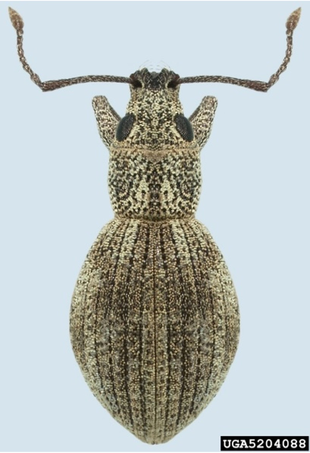 Imported Longhorned Weevil in Soybean