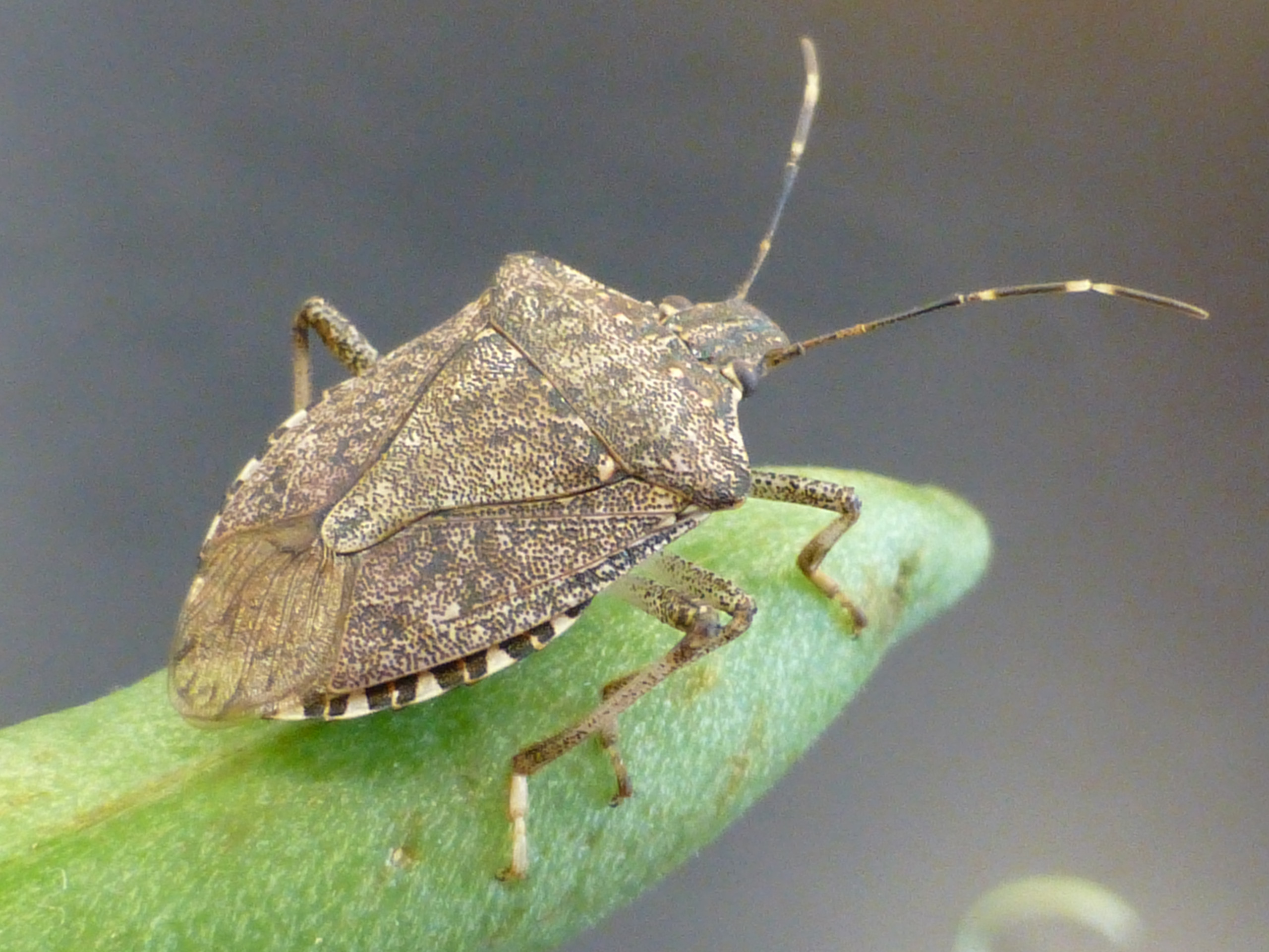 Brown Marmorated Stink Bug in Soybean