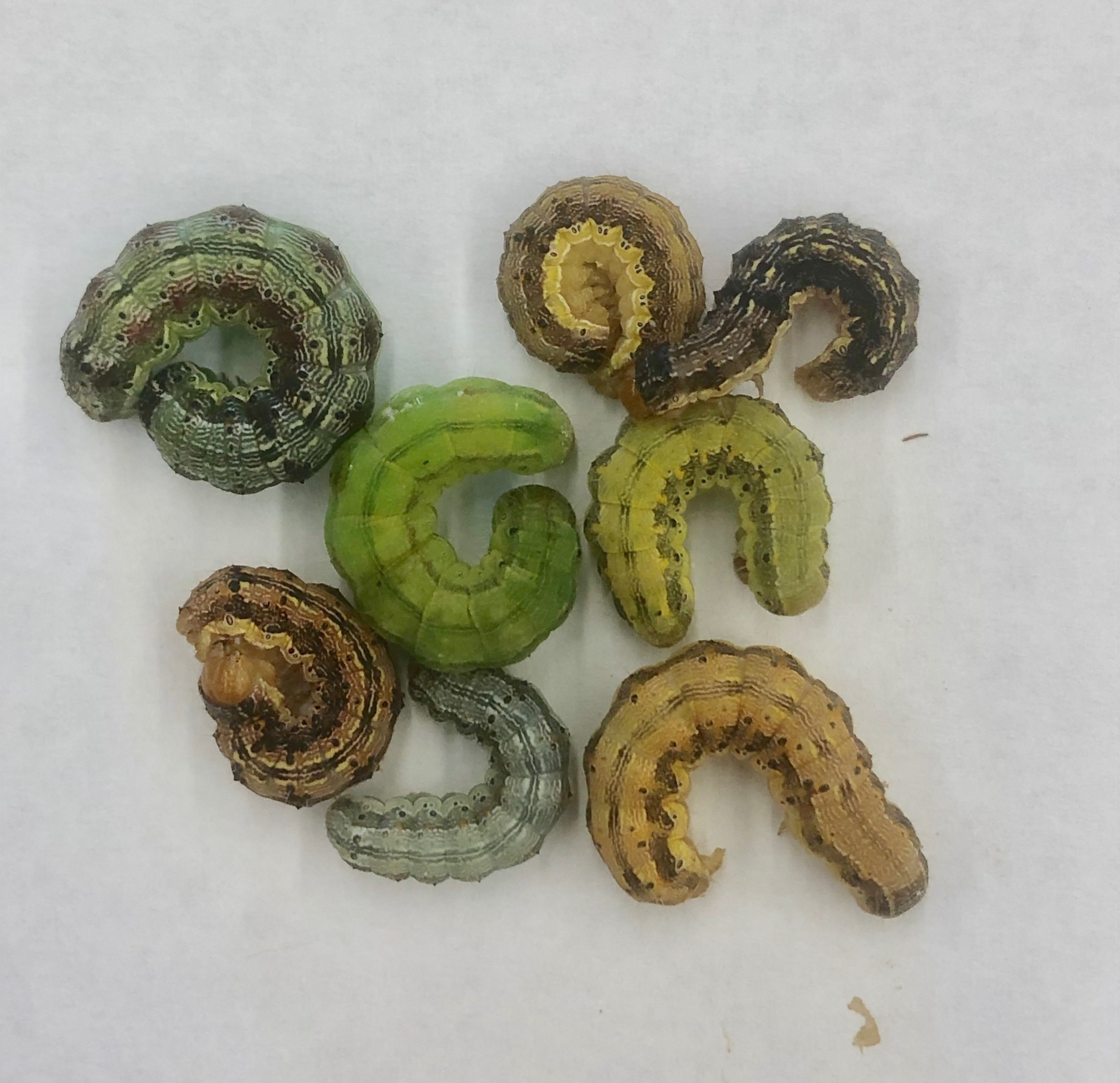 Corn Earworm in Soybean