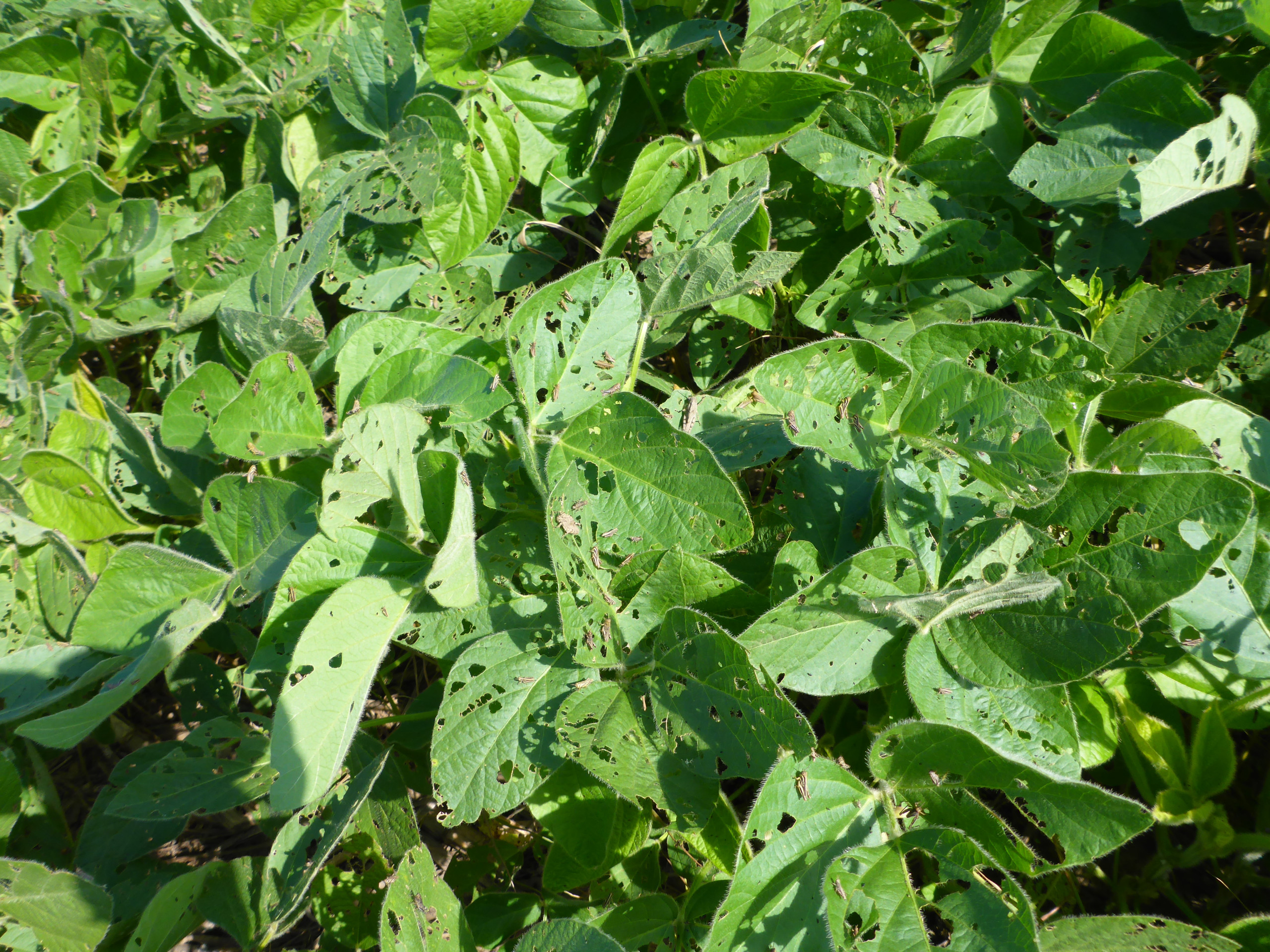 Grasshoppers in Soybean