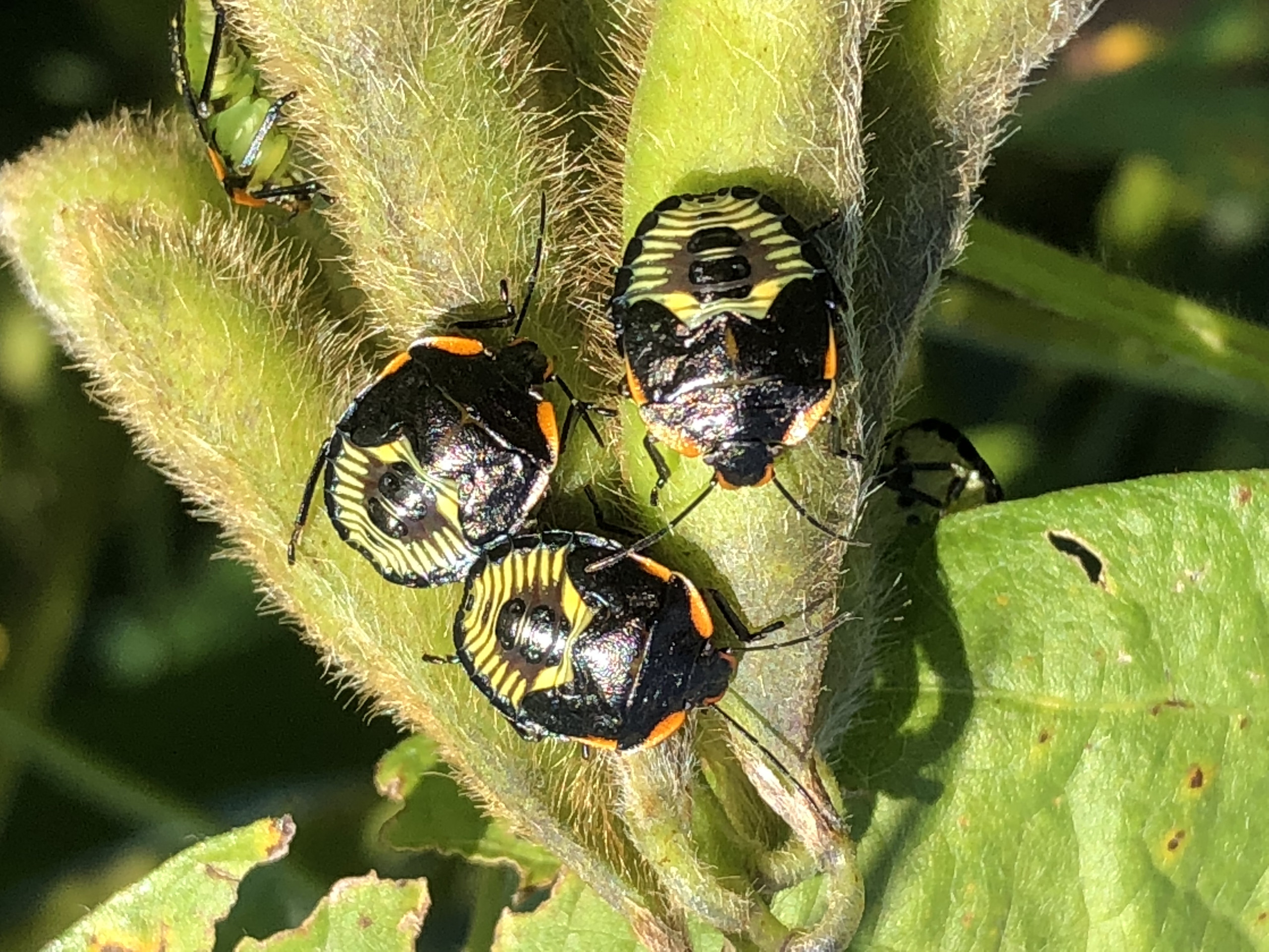 Green Stink Bug in Soybean