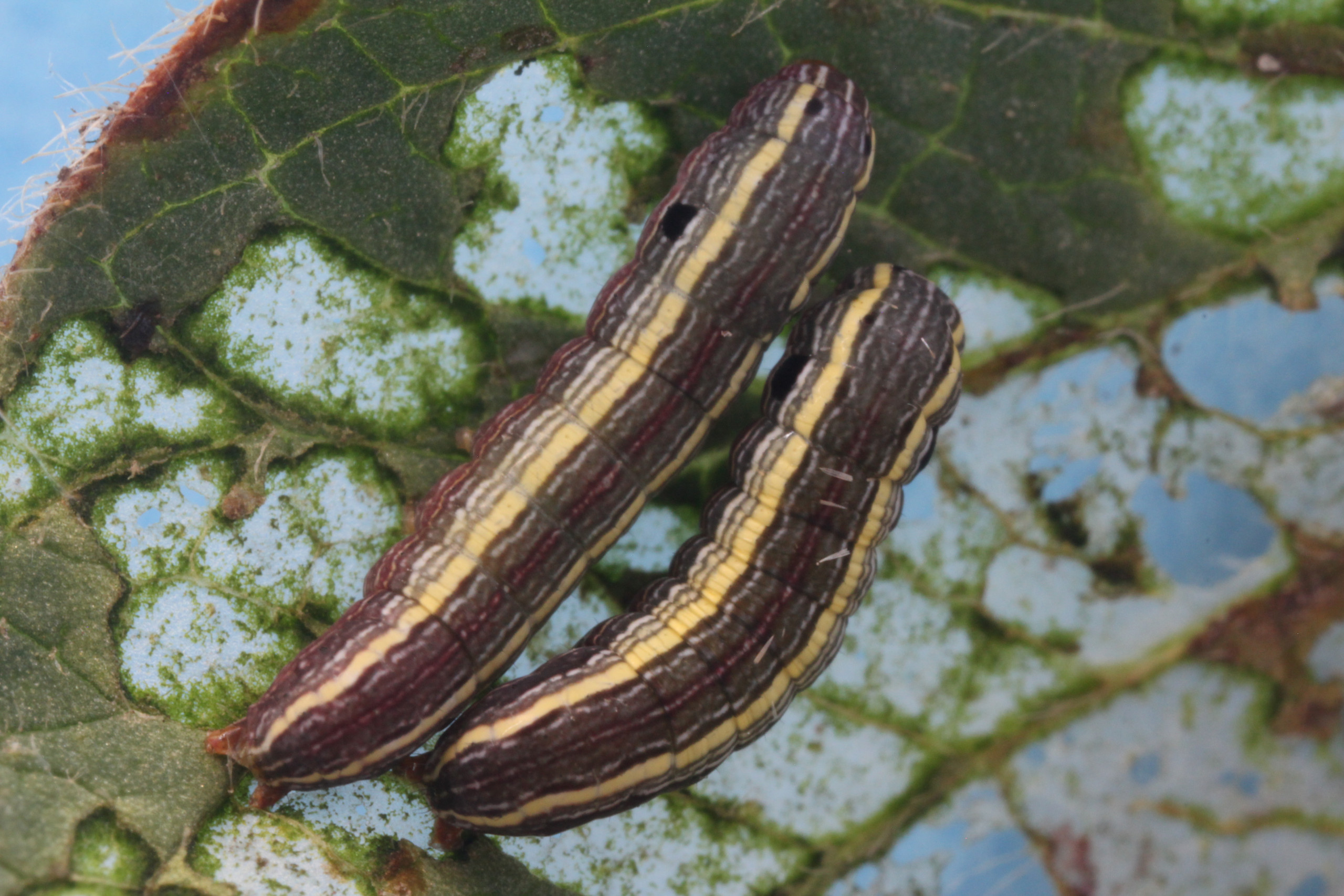 Yellowstriped Armyworm in Soybean